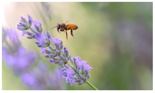 abeille qui butine  Hysope